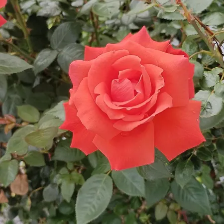 Nanna's Country Semesterbostad *