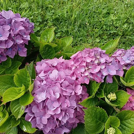 Nanna's Country * Feteira Grande