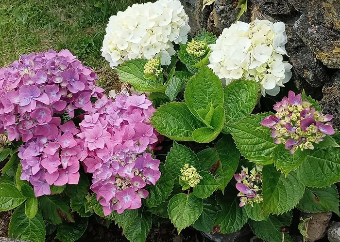 Nanna's Country 펜션