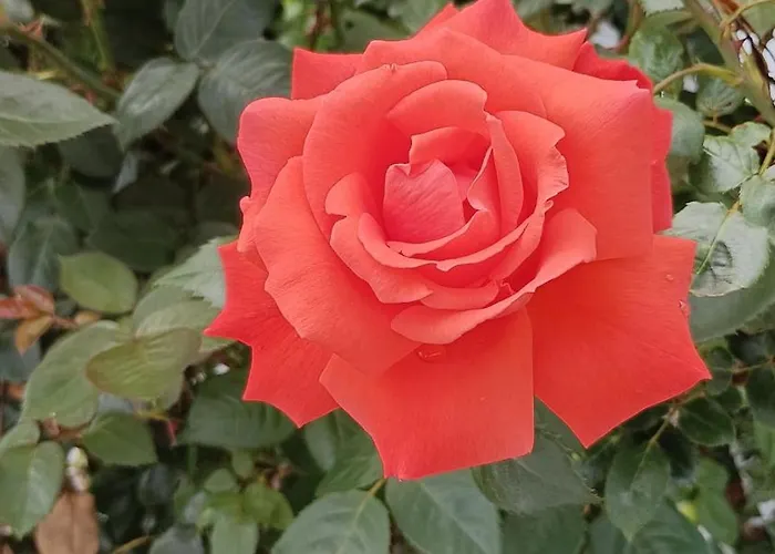 Nanna's Country 펜션 *