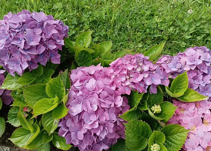 Nanna's Country * Feteira Grande